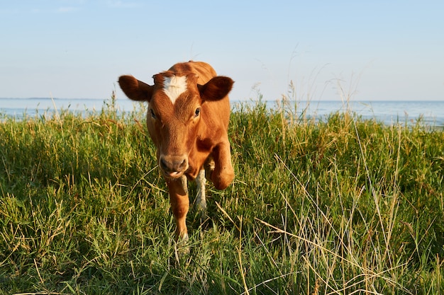 cow grazes in a meadow near the sea