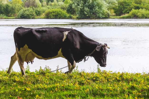 Cow grazes on the river bank in sunny weather