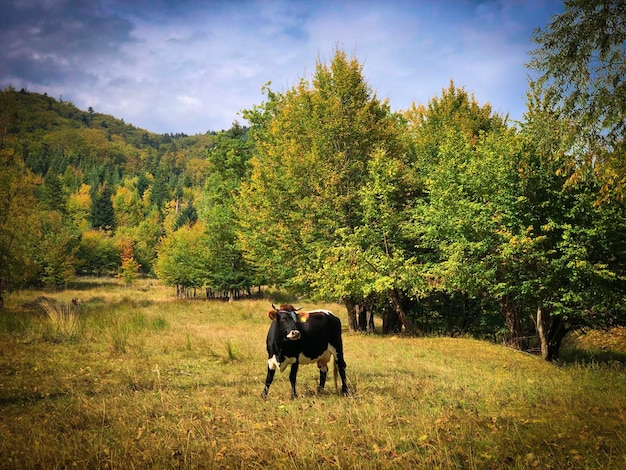 Cow grazing in an autumn forest