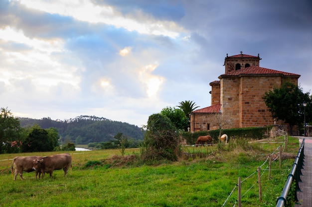 Cow grazing in the countryside