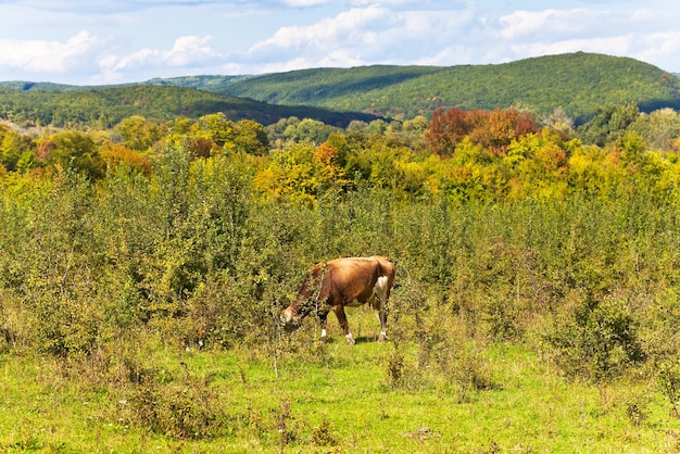 Cow grazing cow grazing in caucasian mountains