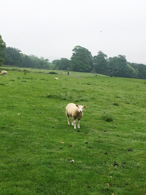 Cow grazing on field against clear sky