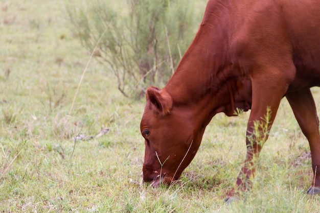 Cow grazing in the field in the province of entre rios argentina