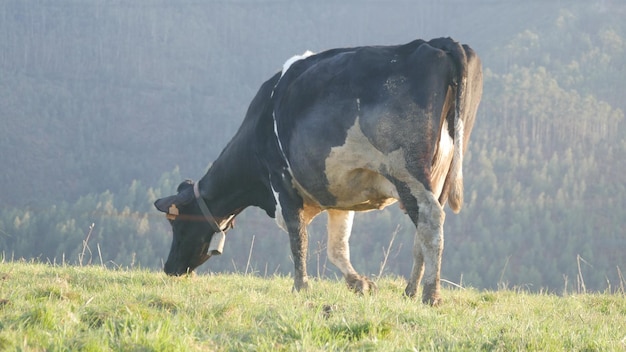 Cow grazing on field