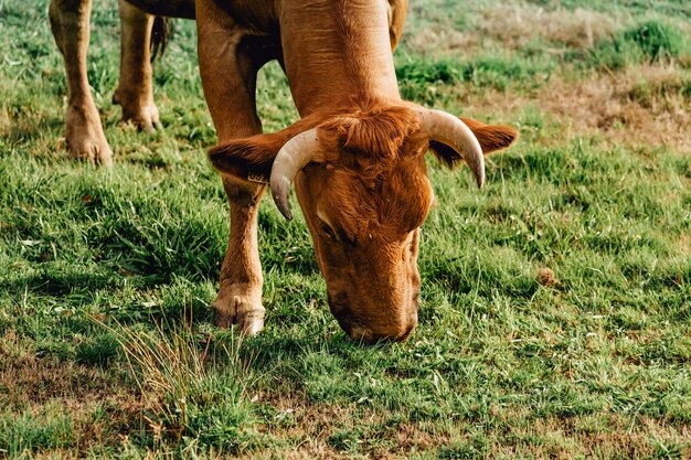 Photo cow grazing in field