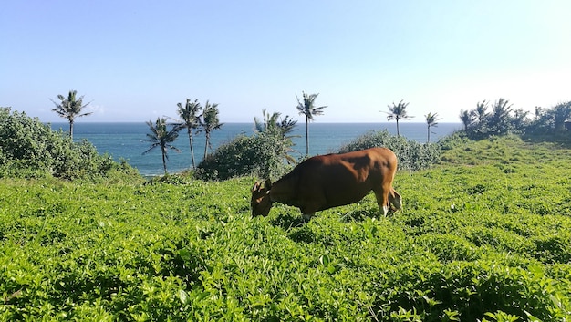 Cow grazing on field