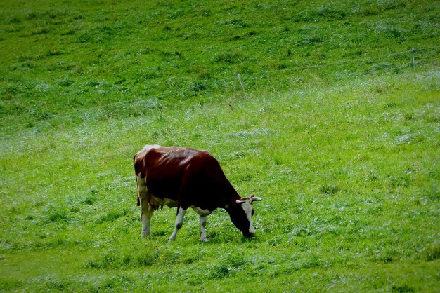 Photo cow grazing on field