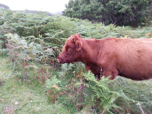 Photo cow grazing on field