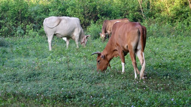 Foto le mucche pascolano in un campo