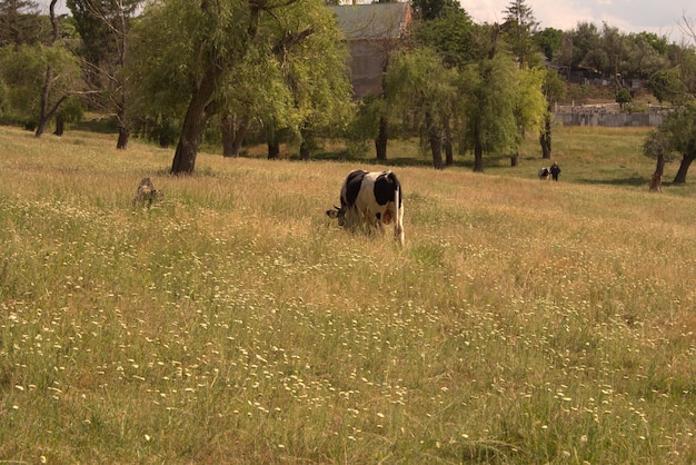 A cow grazing in a field