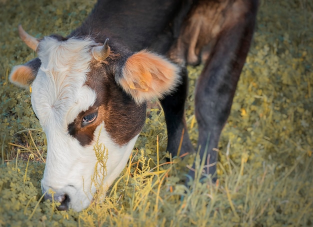 cow grazing in the fields