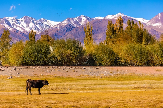 Корова пасется перед железнодорожным пути зеленые деревья и горы на заднем плане в солнечную осень