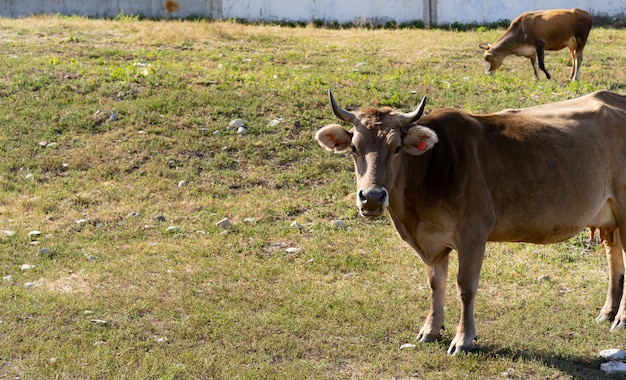 Cow grazing on the grass in the mountains