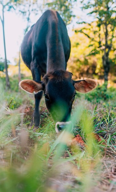 Photo cow grazing on grassy land