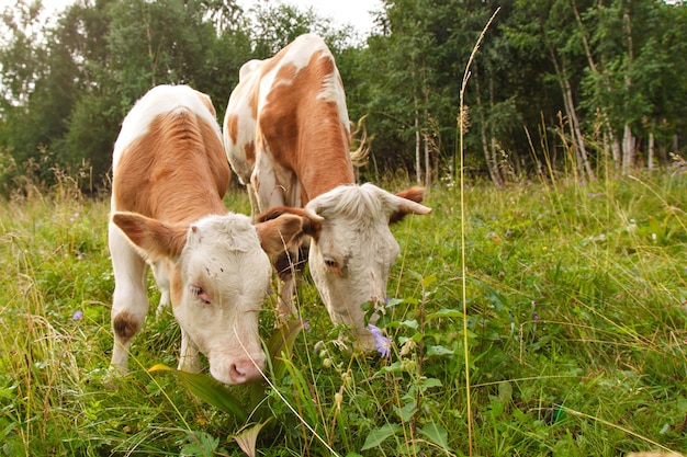 Корова, пасущаяся на зеленом лугу. крупный рогатый скот ест траву. животные крупным планом.