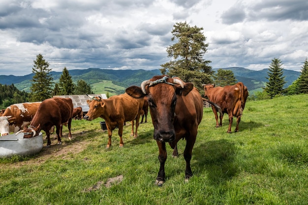 Корова пасется на зеленом пастбище в горах Пенины в Польше весной