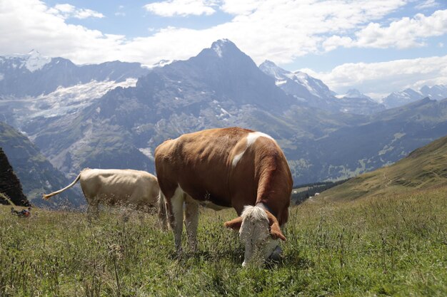 Foto mucca al pascolo nel paesaggio di alta montagna