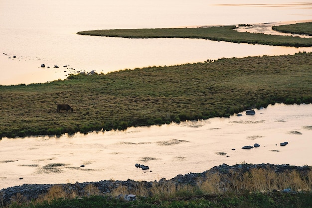 Cow grazing in the lake island