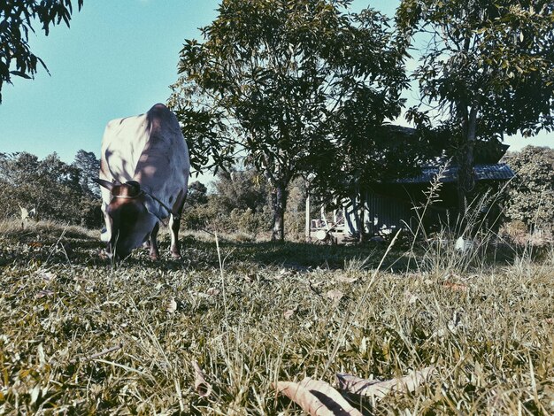 Cow grazing on land