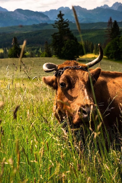 Cow grazing in meadow with Tatras Mountains in background