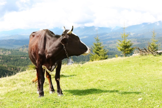 Cow grazing on mountain meadow