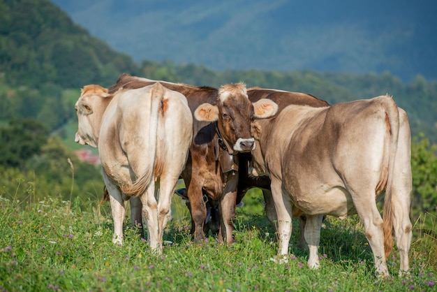 Cow grazing in the mountain pasture