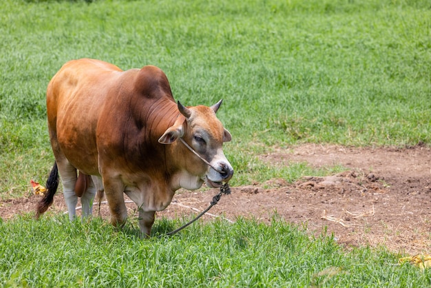 写真 台湾 の キンメン の 緑 の 草原 で 牛 が 牧草 を し て いる