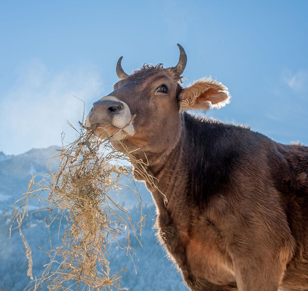 Cow grazing on organic farm