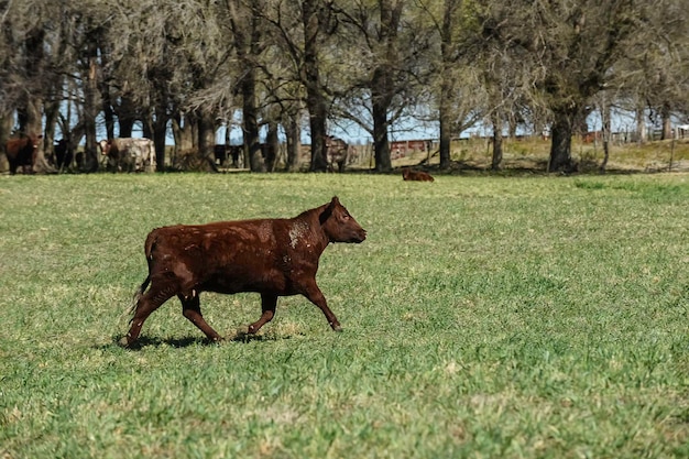 Cow grazing in pampas countryside La Pampa Argentina