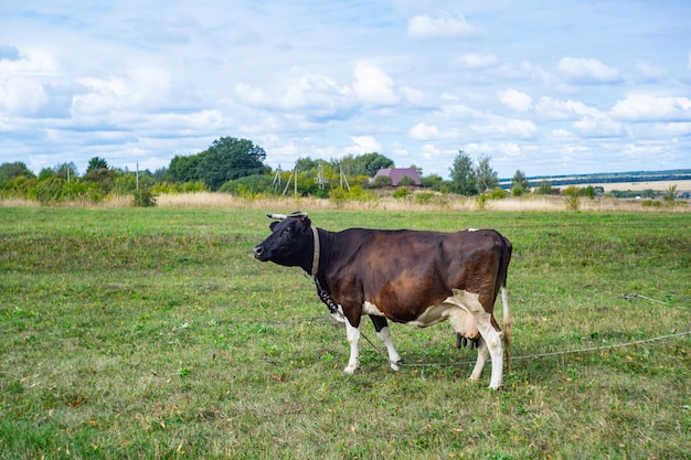 Корова, пасущаяся на пастбище днем