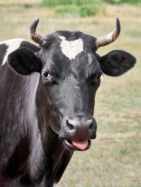 Cow grazing on pasture.