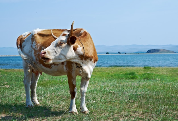 Корова, пасущаяся на берегу озера Байкал