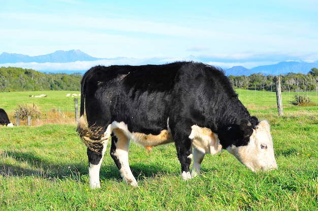 Cow grazing on a sunny day