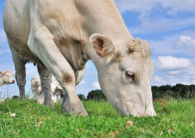 Cow grazing