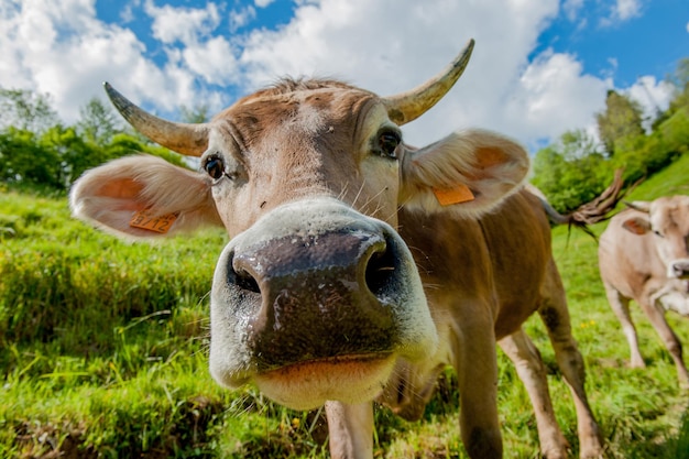 Cow grazing