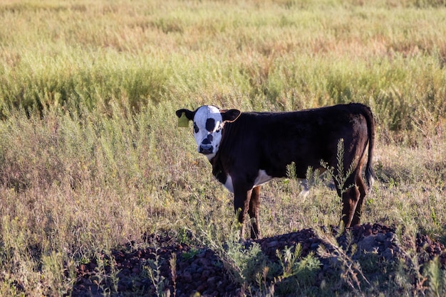 Foto mucca in una campagna verde del campo dell'azienda agricola