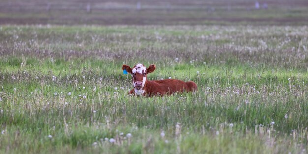 Cow in a green field california