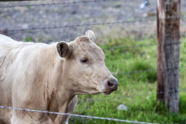 Cow in a green field cloudy sky california