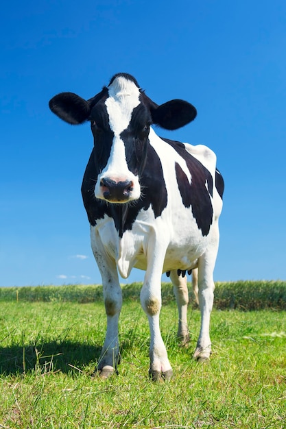 Cow in the green grass and blue sky