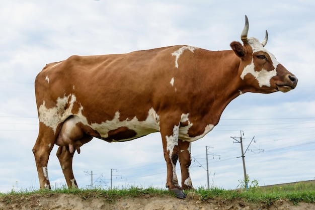 Cow on a green meadow in the industrial countryside outdoors near posts with blue clouds in summer