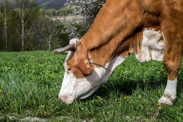 Mucca su un prato verde