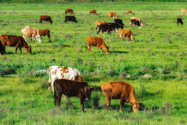 Photo cow on a green meadow