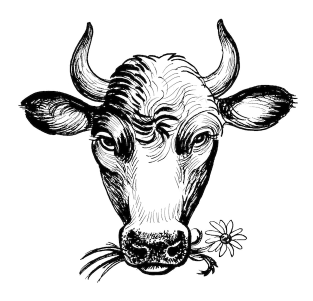 Cow head chewing flower. Ink black and white drawing