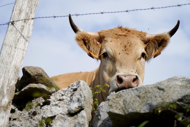 Cow head in a meadow looking at camera Foreground