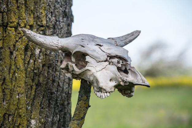 Cow head skeleton. Horned cow head skeleton hanging on wood.