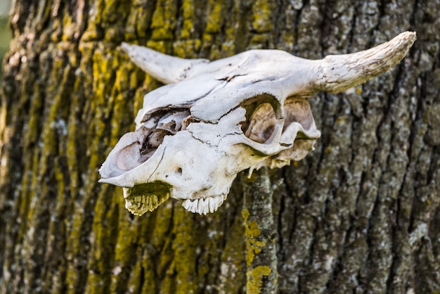 Scheletro di testa di mucca. scheletro della testa della mucca cornuta che appende su legno.