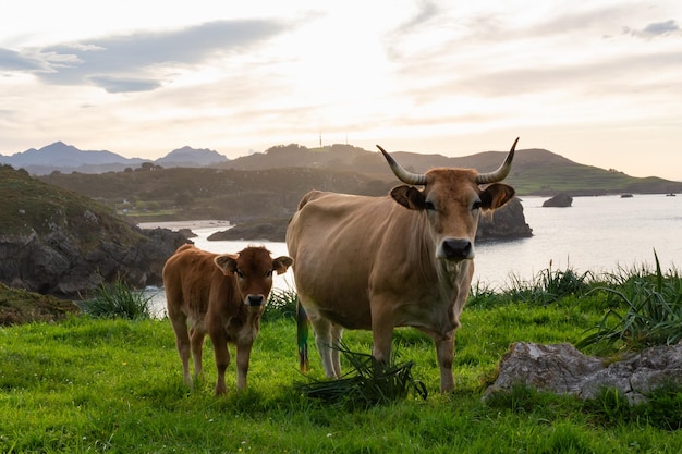 A cow and her calf stand in a field with a lake in the background.