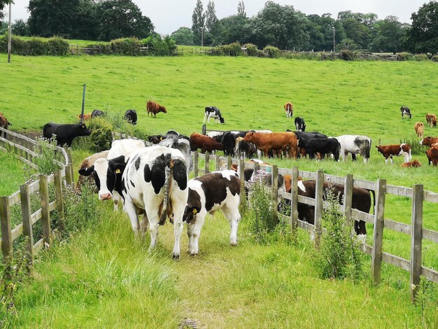 Photo cow and her calf yorkshire uk