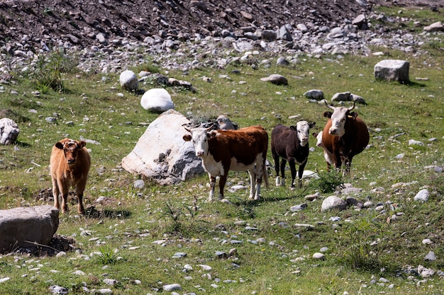 Cow herd grazing on a beautiful green meadow, with mountains in background.