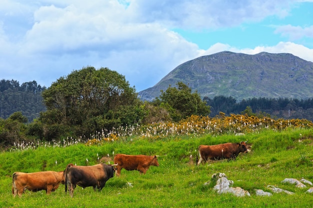 Cow herd on summer blossoming hill and rock behind.